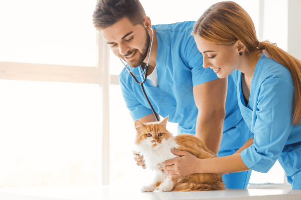 house call vet examining cat