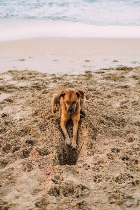 dog digging in sandpit