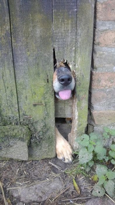 dog trying to escape