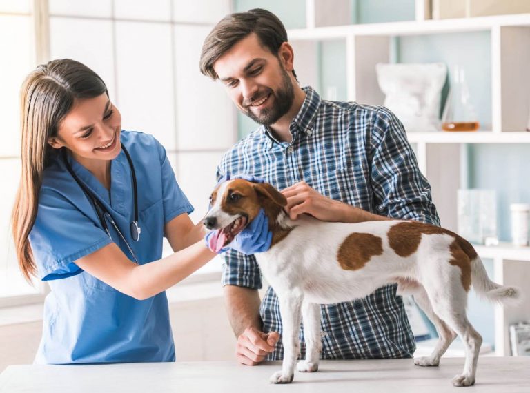 Vet Check Up | Mobile Vet Consultations at Home - Perth Vet Care