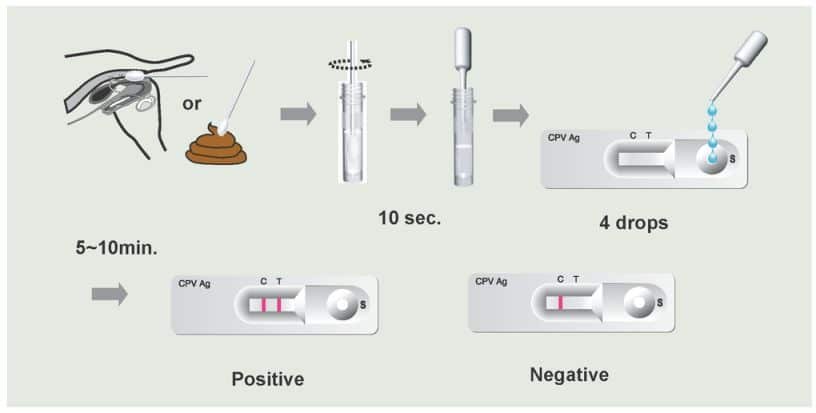 Parvovirus Test Procedure