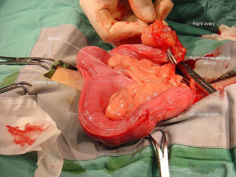 Canine uterus anatomy