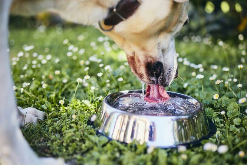 Dog drinking excessively
