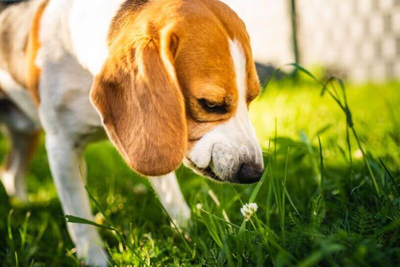 why-do-dogs-eat-grass-should-i-let-them-perth-vet-care