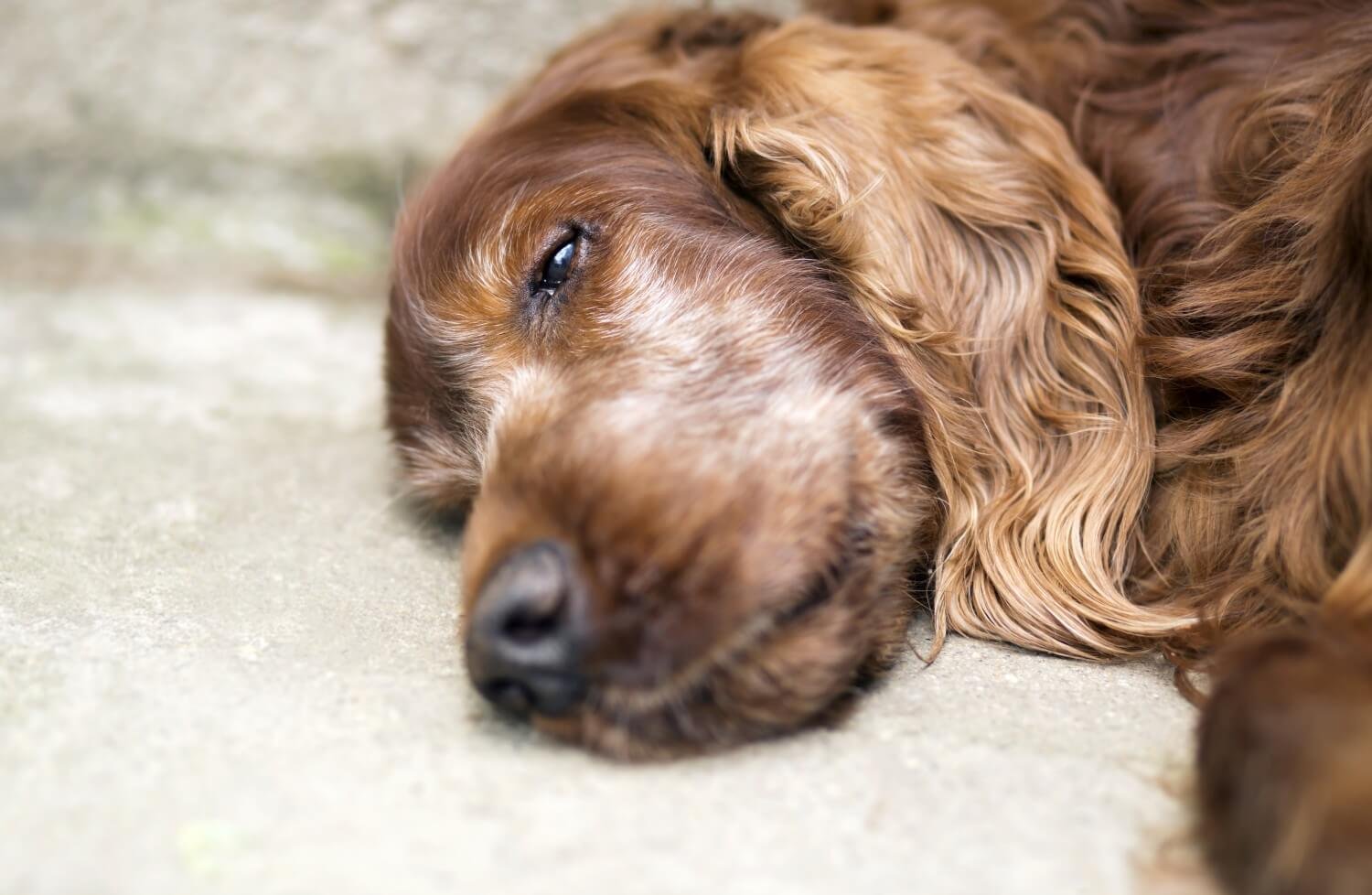 Dog Euthanasia - Perth Vet Care