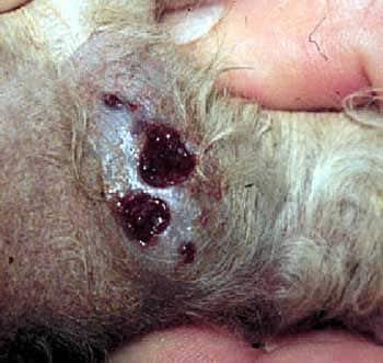 ringworm in dogs paws